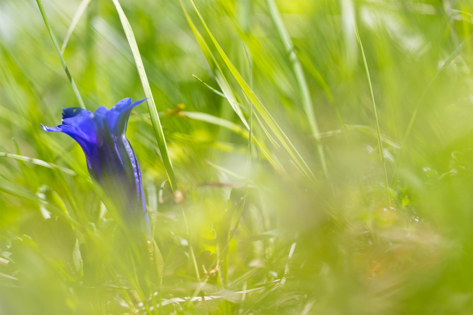 Stengelloser Enzian im Gras