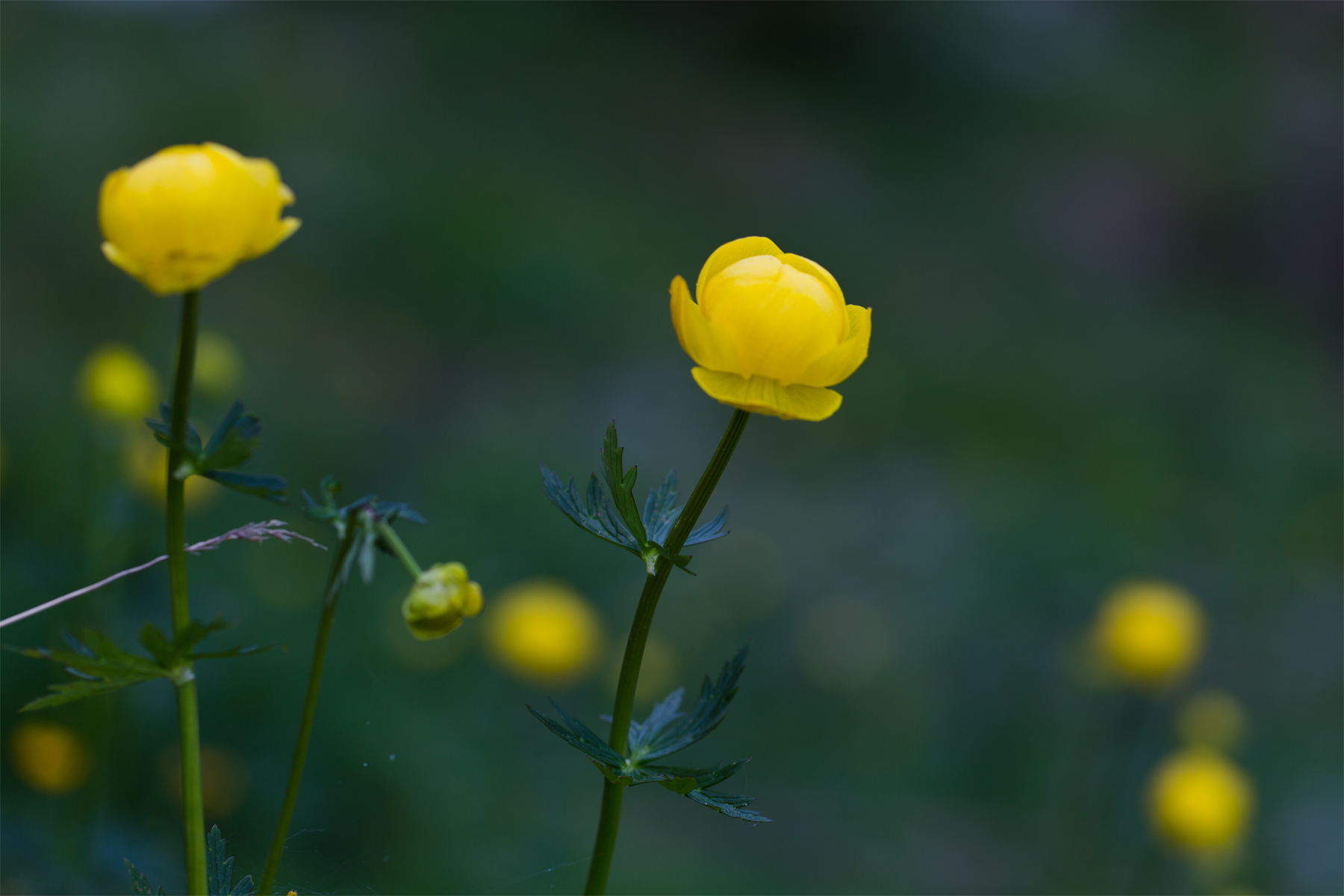 Trollblume