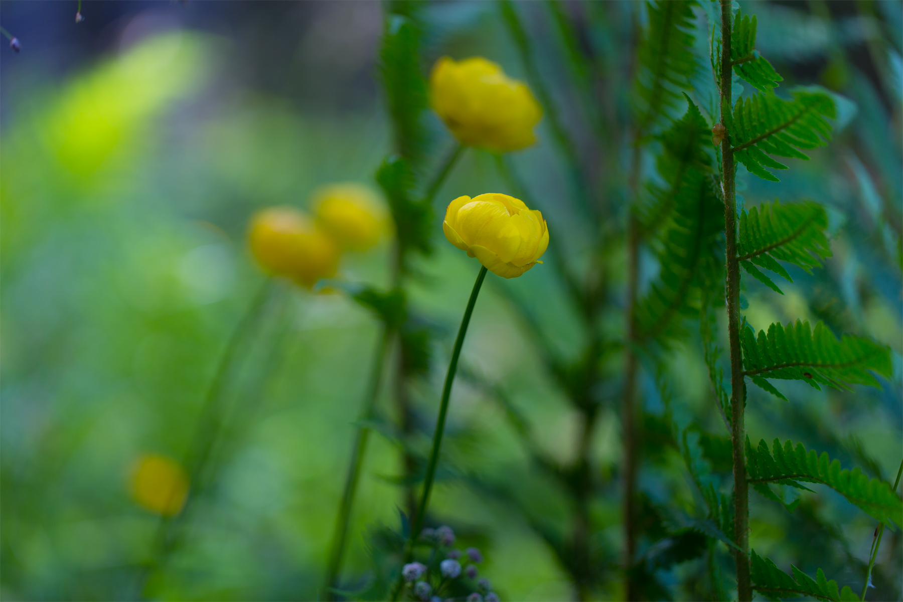 Trollblume