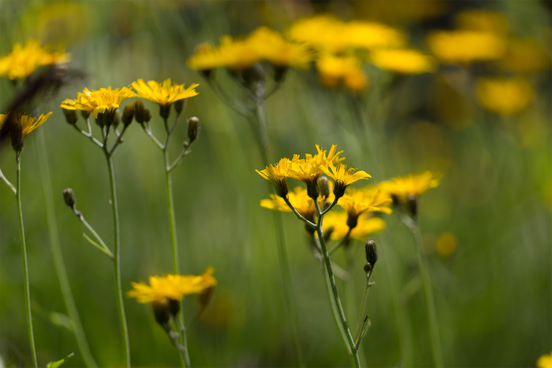 Wiesenpippau