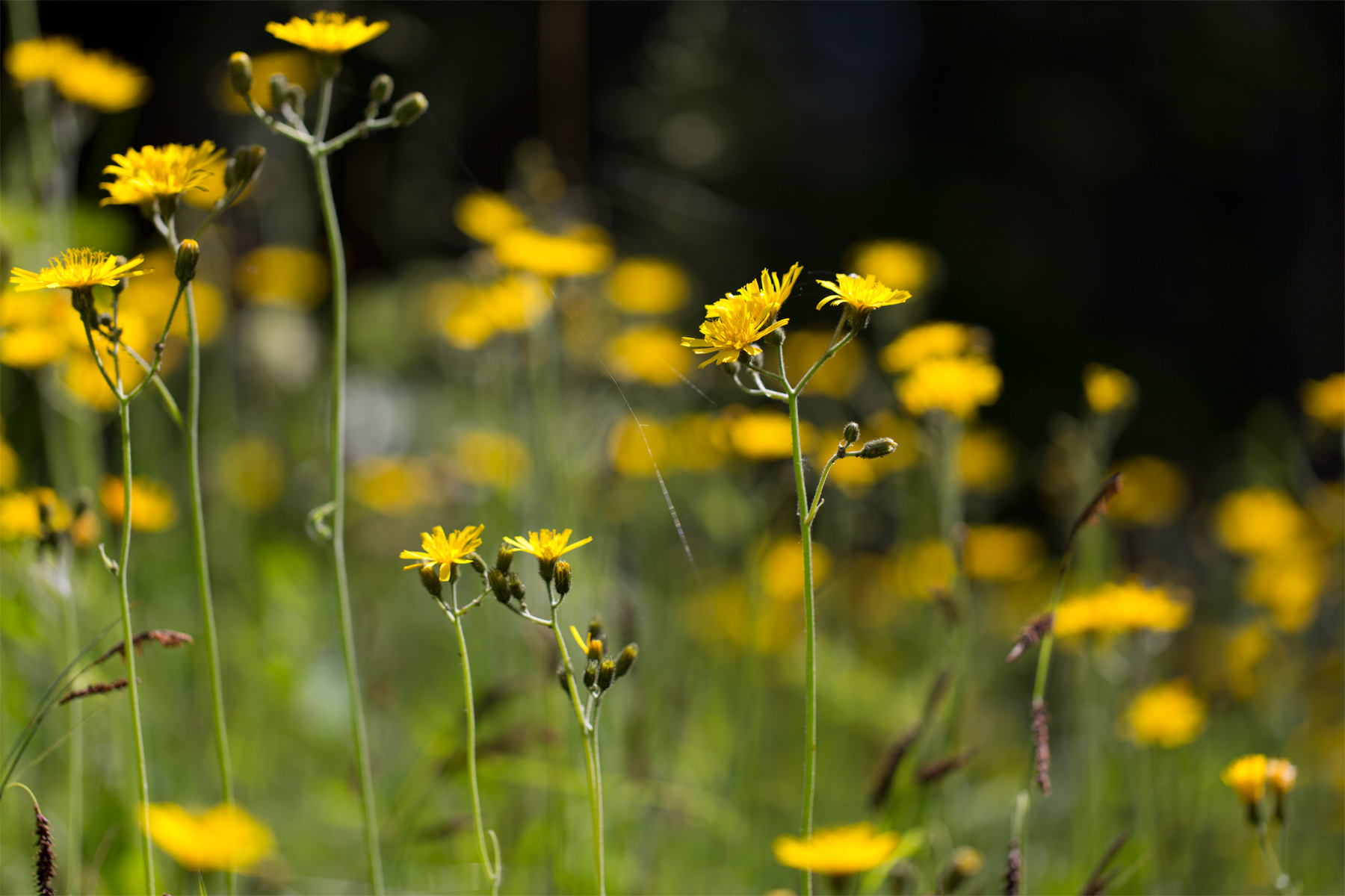 Wiesenpippau