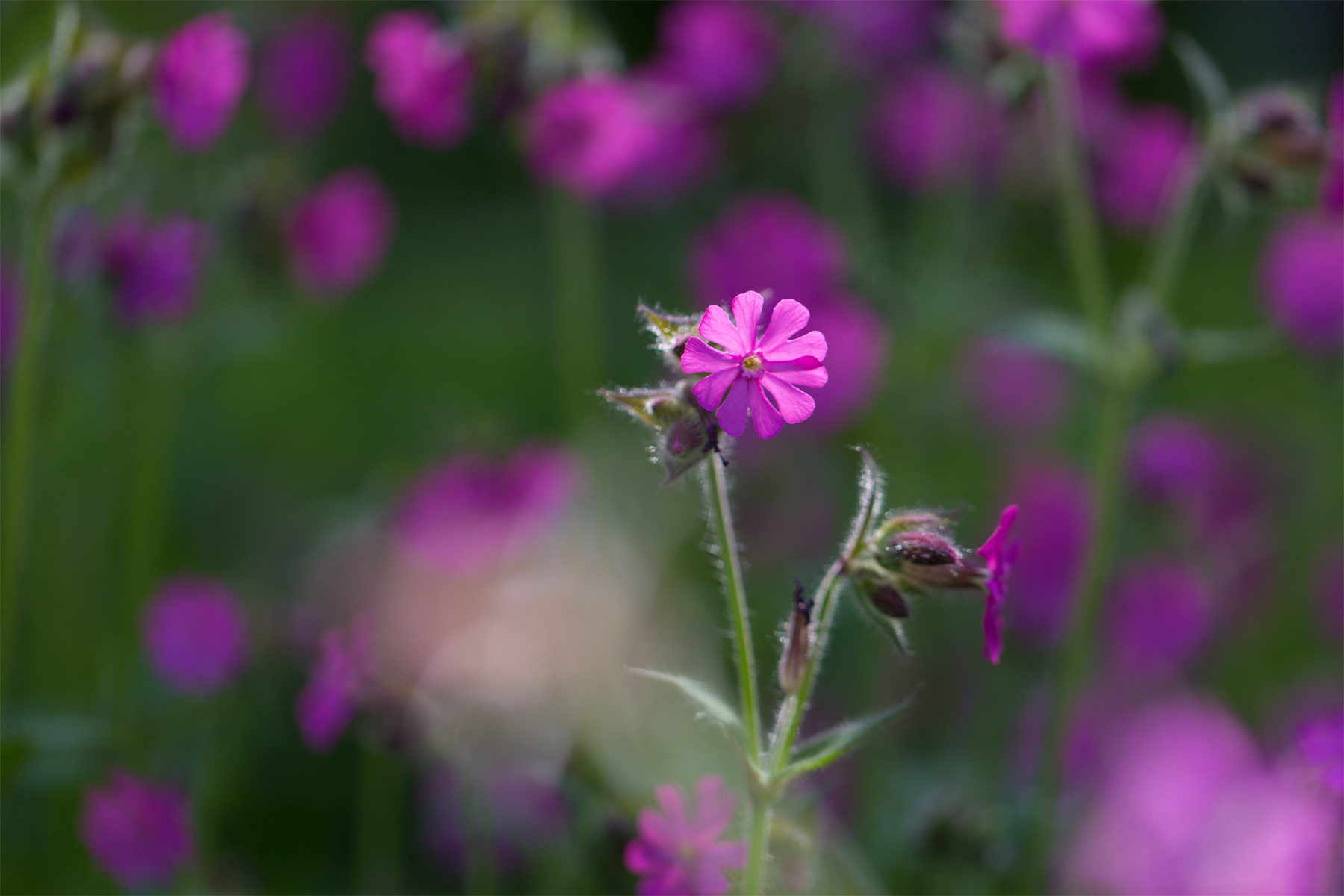 Kuckucksblume
