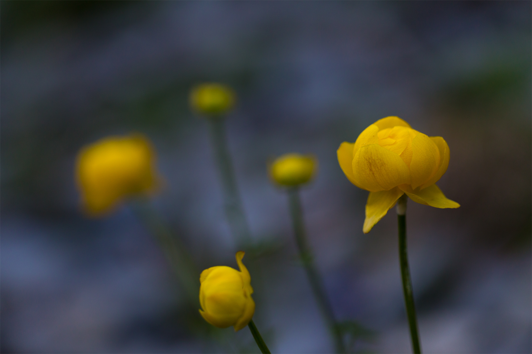 Trollblume