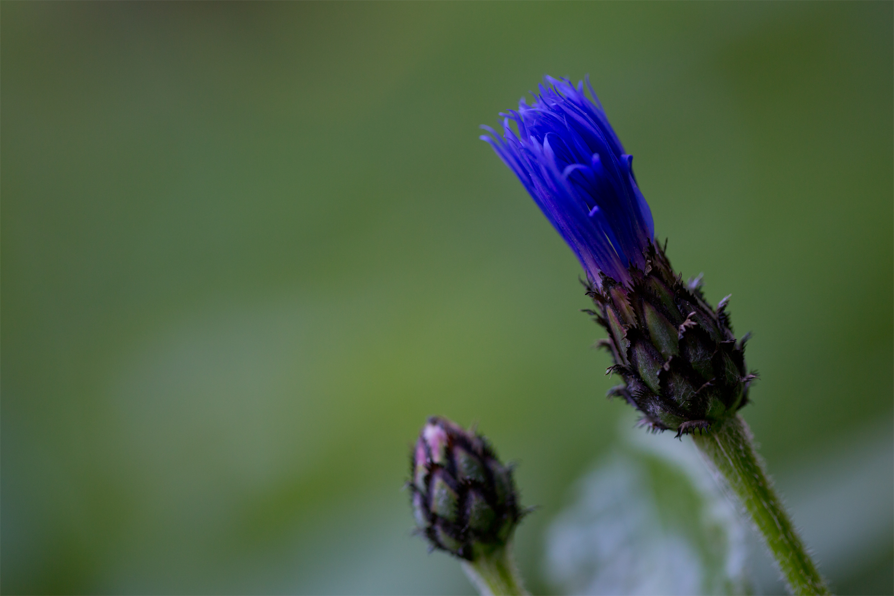 Bergflockenblume geschlossen