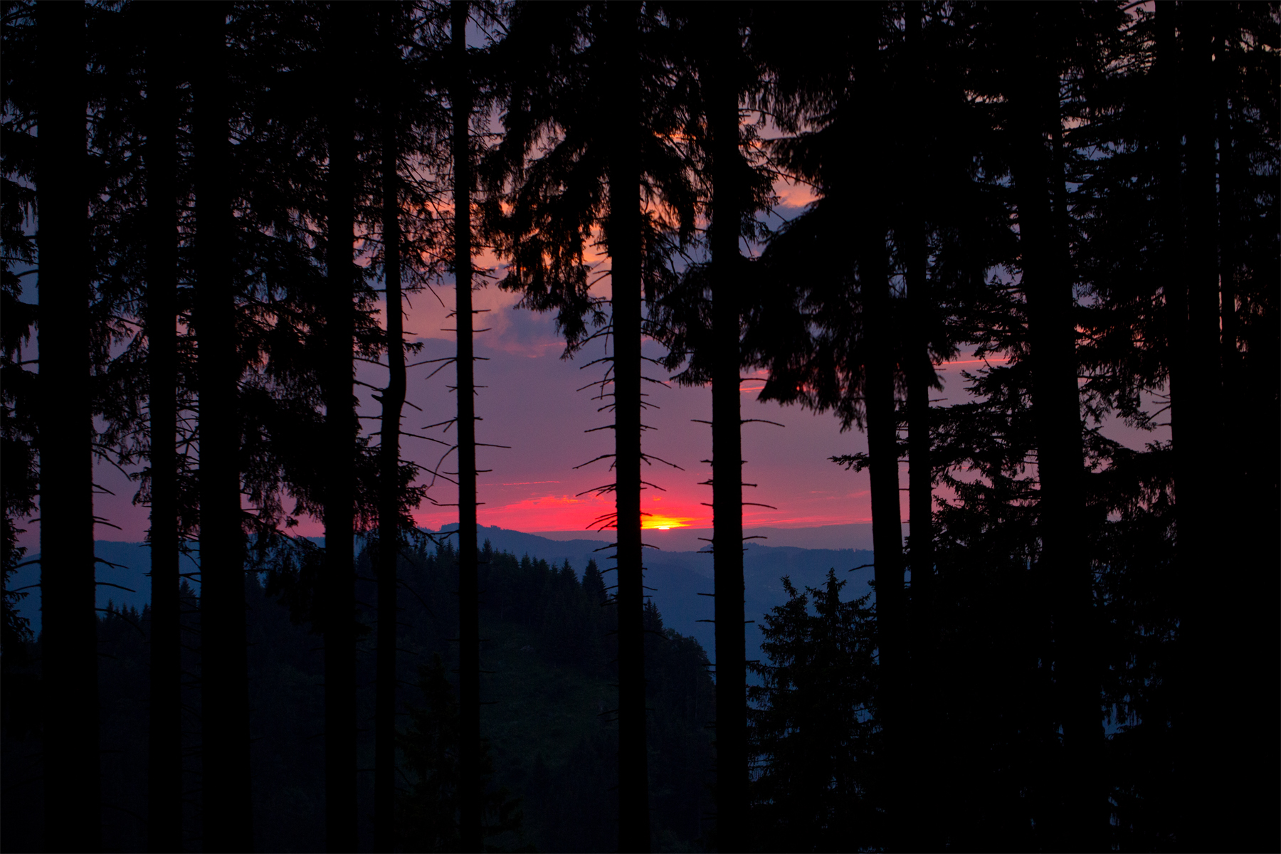 Untergehende Sonne im Wald