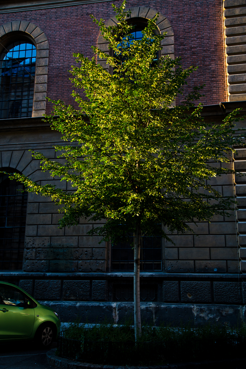 Baum im Abendlicht