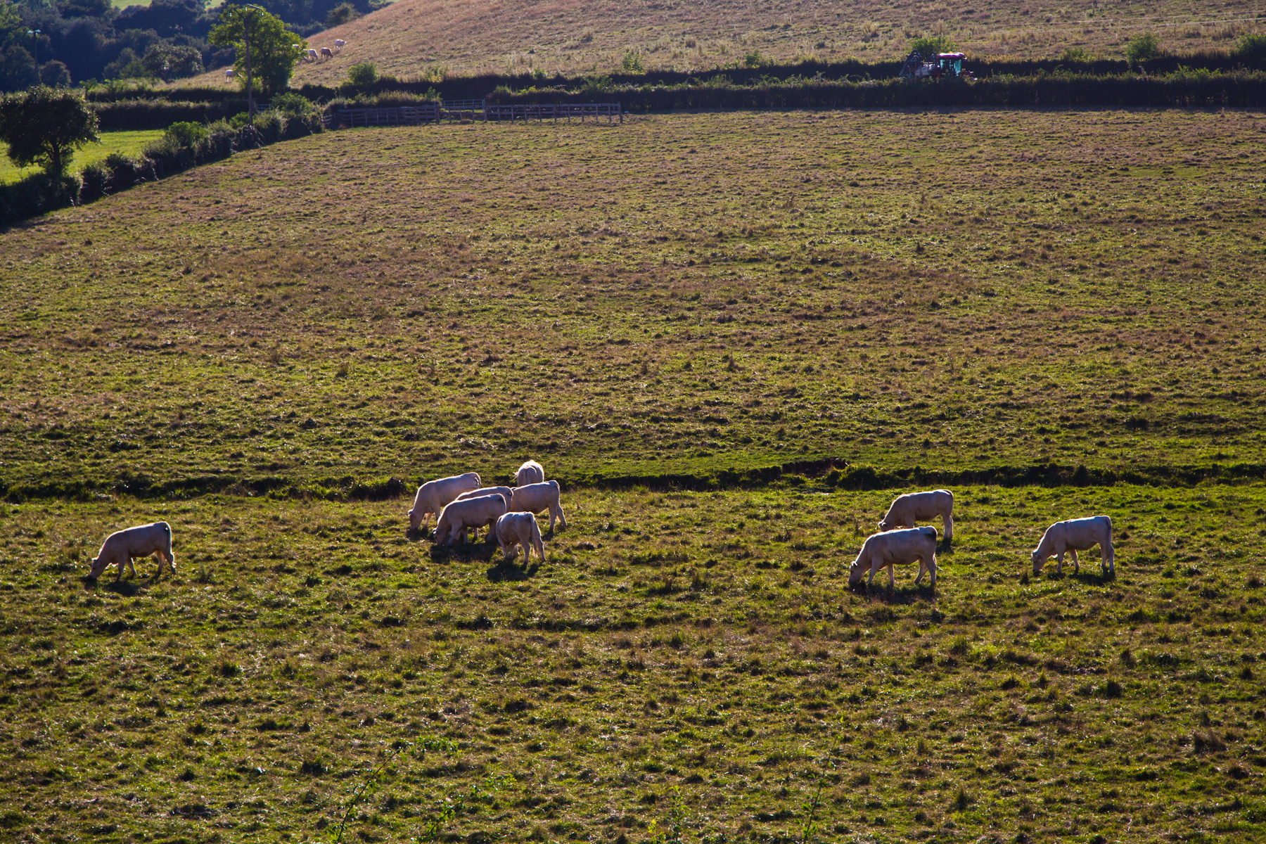 Charolais Rinder auf der Weide
